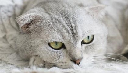 8868-NBA-威少23+11+12吉迪15+12+10 国王胜公牛